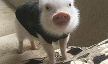 1995年属猪的人2021年运势 27岁佩戴什么吉祥物好