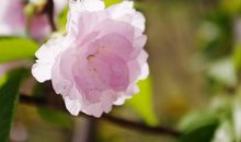 运势大逆袭，富贵有余！未来一年财神眷顾，喜气盈门的3大生肖