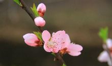 12月开始喜气盈门，财神恩宠，事业一顺百顺的3大生肖