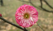 这3大生肖咸鱼翻身！明年开始福气满满，财运爆棚，闷声大发财