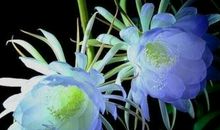 进入鼠年的4属相，大吉大利，轻松实现富贵愿望，万事顺心如意