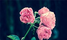 文艺网名大全(图文)