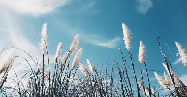 今年最好的金牛座满月来了！水逆撞车、冥王加持，我再没什么好怕了（指南） 6