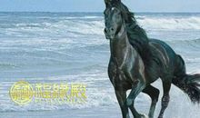 属马和什么属相相克