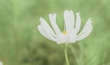 给人感觉傻乎乎，实则聪明有智慧的四大星座