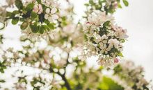 5月桃花十足，良人相逢，牵手相爱，共度一生的几个星座