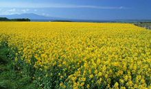 属兔女和属鸡男结婚会离婚吗 能不能过一辈子(图文)