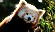 超火超走心的春运语录，人气超高，愿你事业风水顺