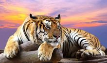 死要面子的三个生肖，遭罪的也是自己！