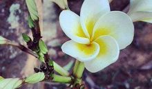 对婚姻忠诚，对老婆疼爱的生肖，遇到千万要把握住，必能幸福一生