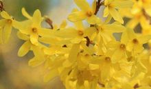 11月18号开始运势持续走高，钞票垛成山的生肖，走上人生巅峰