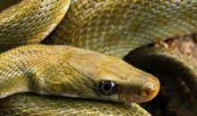 梦见两条大蟒蛇