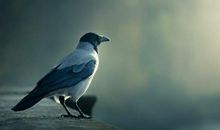 鼠年路上的唯美句子，睿智通透，愿你事业风水顺