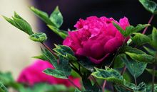 2020年喜鹊到来，吉星照耀，人缘旺，贵人多的四属相