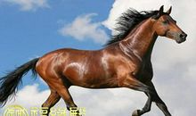 哪些生肖在事业上会有贵人相助