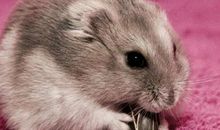 1984年属鼠的人2021年运势 38岁佩戴什么吉祥物好