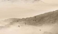 宋韶光解析2020年生肖猪财运，财源广进，令人羡慕嫉妒恨