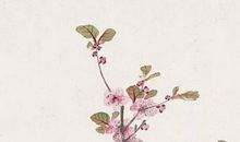 2020鼠年3月生肖属鼠人的桃花运好吗，比较好但需助攻