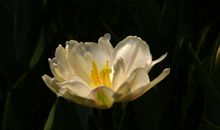 12月25号起好财帛，财神主动进家门，喜事连连，横财不断的四属相