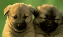 不同年份出生的属狗人今年多少岁？2020年属狗人多大