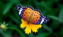 家里有这几个生肖，鼠年顺风顺水，家人跟着借光享福