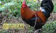 属鸡的和属狗的配吗