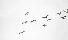 2020鼠年４月生肖属鼠人的运势好吗，持续上升需把握机会