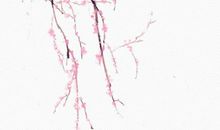 生肖属鸡的男人2020年感情运，抱得美人归