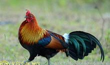 属鸡跟什么属相相克