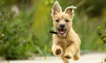 小狗霸气的名字