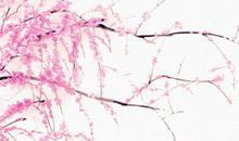 生肖属猴的男人2020年感情运，婚姻感情美美满满