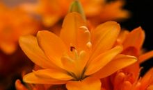 恭喜四生肖运势越来越旺，11月13号开始大财收入库，富贵日子在眼前！