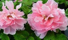 2020年喜事临门的3生肖，福多，财旺，桃花开，喜迎人生上上签！