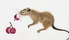 属鼠本命年有烂桃花 2020年生肖属鼠如何斩烂桃花