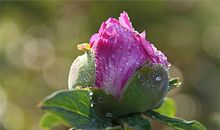 2020年喜事进门的3生肖，1喜桃花旺，2喜事业棒，生活乐无忧！