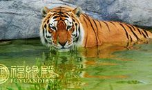 2010年属虎的人明年运势