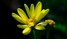 一年之内，吉星关照，五福临门，大吉大利的4生肖