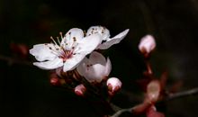 秦阳明解析2020年生肖马事业运，职场大展拳脚，但不可轻举妄动