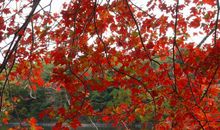 属龙戌时出生的男孩怎么样起名 宜用什么字(图文)