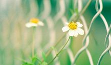 小雪女孩起名2019年小雪100分唯美有气质女孩名字精选！(图文)