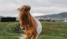 自由自在不受约束的生肖属相