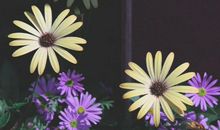 秦阳明解析2020年生肖龙事业运，贵人相助，销售行业赚钱能力出众