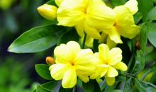 生肖属猪的女人2020年贵人运，龙德吉星入命，易得贵人青眼助力