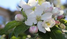 秦阳明解析2020年生肖兔事业运，贵人运强劲，宜从事女性相关行业