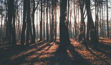 未来五个月财运一飞冲天，钱财滚滚而来，不少机遇从天而降的属相