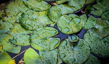 很温柔很体贴，有着细腻心思，家庭观念极重，以家人为重的属相男