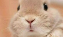 1987年属兔的人2021年运势 35岁佩戴什么吉祥物好