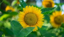 对老婆百依百顺，把她照顾得无微不至，会主动承担家务的属相男