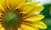 婚后不忍老婆受苦、受累，对老婆很体贴，非常温柔的属相男