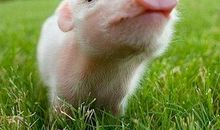 属猪的今年多大